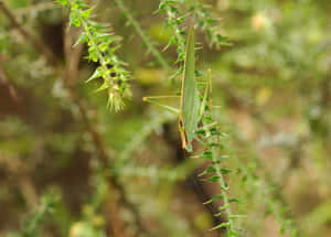 Green Katydid Camouflage Wallpaper