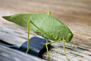 Green Katydid Camouflage Wallpaper