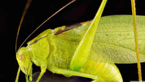 Green Katydid Closeup Wallpaper