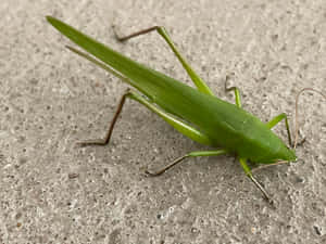 Green Katydidon Concrete Wallpaper