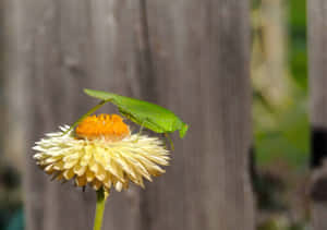 Green Katydidon Flower Wallpaper