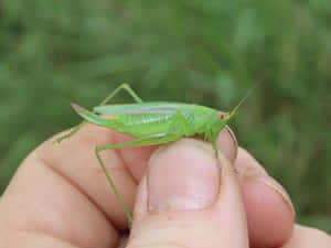 Green Katydidon Human Hand.jpg Wallpaper