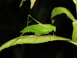 Green Katydidon Leaf Wallpaper