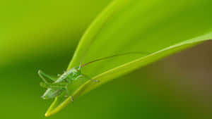 Green Katydidon Leaf Wallpaper