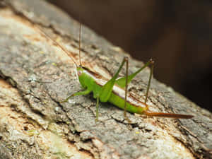 Green Katydidon Tree Bark Wallpaper