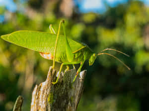 Green Katydidon Tree Stump Wallpaper