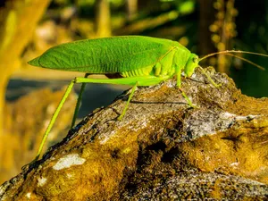 Green Katydidon Tree Stump Wallpaper