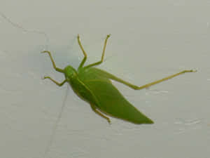 Green Katydidon Wall Wallpaper