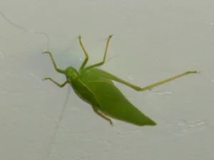Green Katydidon Wall Wallpaper