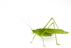 Green Katydidon White Background Wallpaper