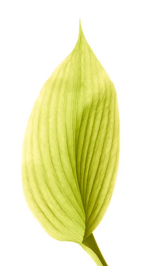 Green Leaf Ios 6 Wallpaper