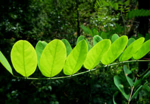 Green Leaf Sequence Nature Background Wallpaper