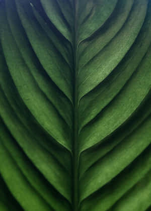 Green Leaf Texture Closeup.jpg Wallpaper