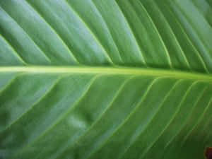 Green Leaf Veins Texture Wallpaper