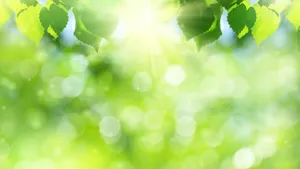 Green Leaves And Sun On A Background Wallpaper
