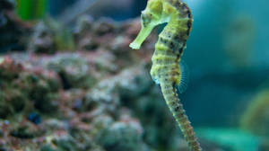 Green Little Seahorse Wallpaper