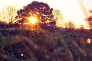 Green Meadow Sunrise Focus Wallpaper