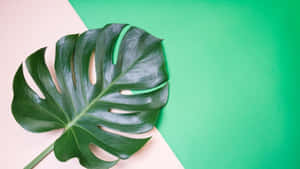 Green Monstera Leaf Dual Tone Background Wallpaper