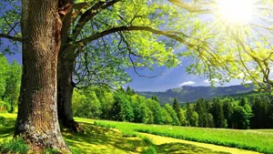 Green Nature In Summer Season Wallpaper