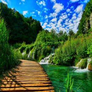 Green Nature Of Crotia Wallpaper