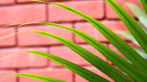 Green Palm Frond Against Brick Wall Wallpaper