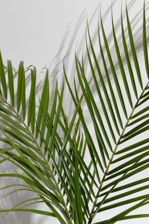 Green Palm Frond Shadow Wallpaper