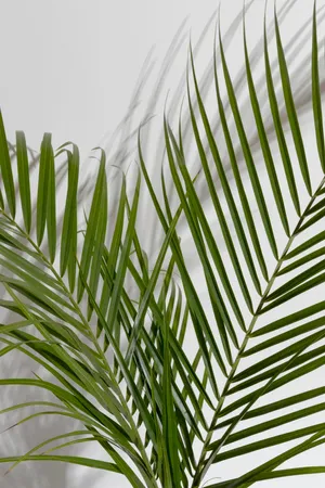 Green Palm Frond Shadow Wallpaper