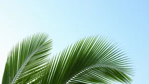 Green Palm Leaf Closeup Wallpaper