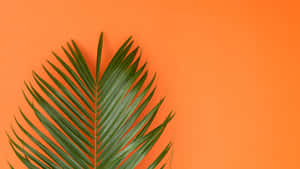 Green Palm Leaf Closeup Wallpaper
