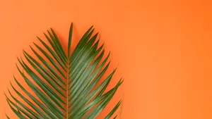 Green Palm Leaf Closeup Wallpaper