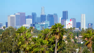 Green Palm Trees Of Los Angeles Skyline Wallpaper