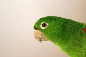 Green Parrot Hd White Wallpaper