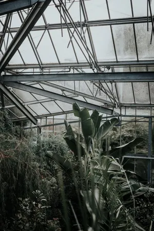 Green Plant Aesthetic Indoor Garden Wallpaper