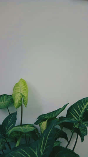 Green Plant Aesthetic Shot Wallpaper