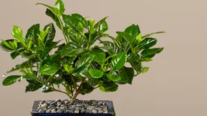 Green Plant Wallpaper Wallpaper