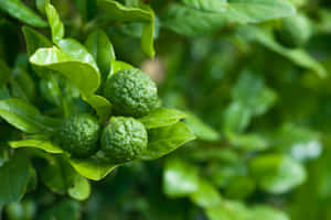 Green Round Kaffir Lime Fruits Wallpaper