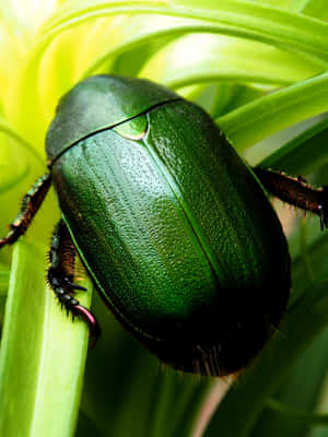 Green_ Scarab_ Beetle_ Closeup.jpg Wallpaper