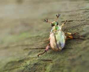 Green Scarab Beetleon Wood Wallpaper