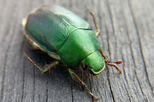 Green Scarab Beetleon Wooden Surface.jpg Wallpaper