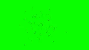 Green Screen Insects Wallpaper