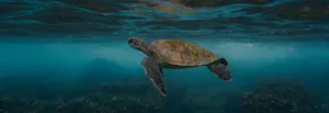 Green_ Sea_ Turtle_ Gliding_ Underwater.jpg Wallpaper