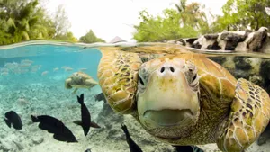 Green Sea Turtle Split View Underwater Wallpaper