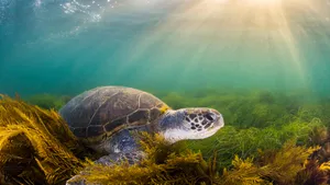 Green Sea Turtle Sunlit Ocean Wallpaper