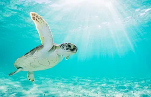 Green Sea Turtle Sunlit Ocean Wallpaper