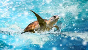 Green Sea Turtle Swimming Wallpaper