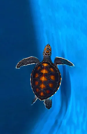 Green Sea Turtle Swimming Blue Ocean Wallpaper