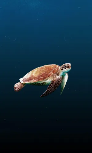 Green Sea Turtle Swimming Underwater.jpg Wallpaper