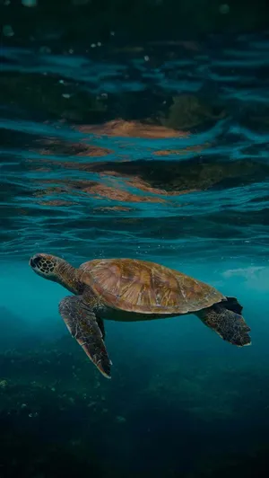 Green Sea Turtle Swimming Underwater.jpg Wallpaper