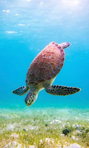 Green Sea Turtle Swimming Underwater.jpg Wallpaper