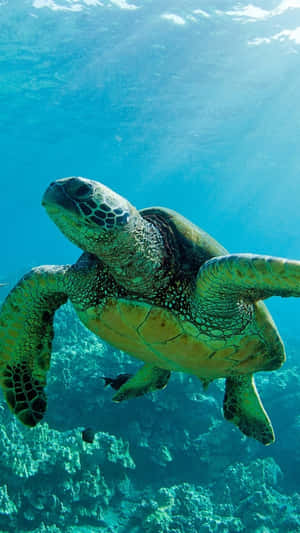Green Sea Turtle Swimming Underwater.jpg Wallpaper